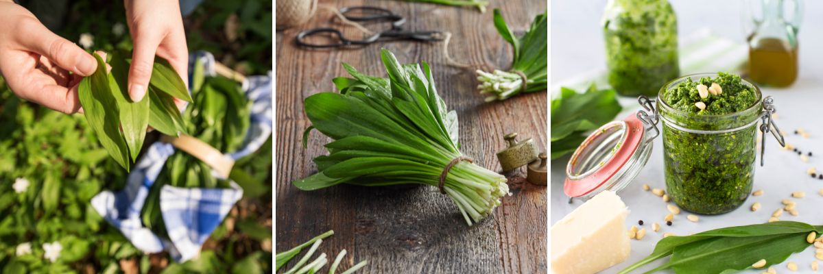 Využití medvědího česneku v kuchyni – od sklizně po domácí pesto.